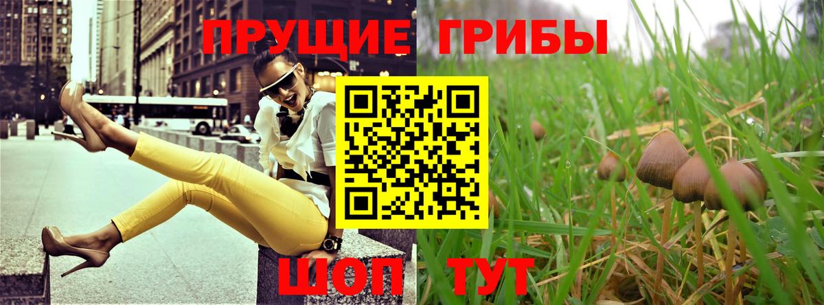 Псилоцибиновые грибы Psilocybine cubensis  Псилоцибиновые грибы прущие грибы  Карасук  Вход с VPN 
